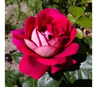 Роза чайно - гибридная Kronenbourg 