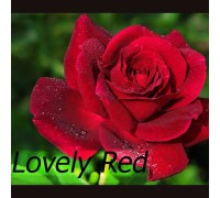 Роза чайно - гибридная Lovely Red (Лавли ред)