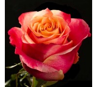 Роза чайно - гибридная Rose 3D
