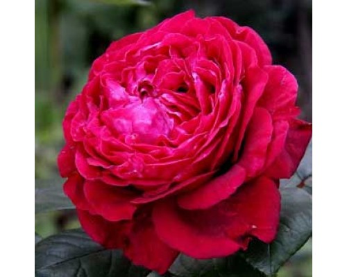 Роза флорибунда Rose des 4 Vents ( Роза 4-х ветров)