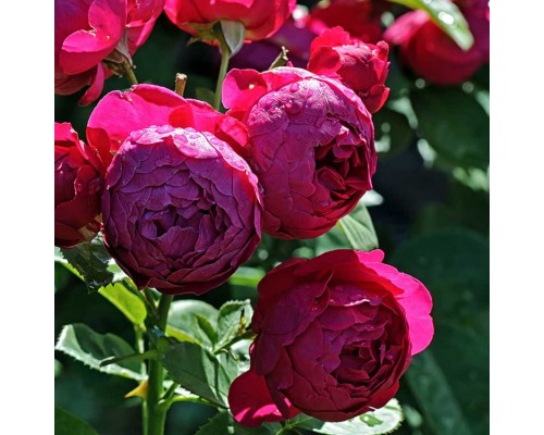 Роза чайно-гибридная Askot (Аскот)