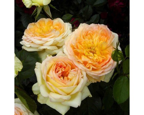 Роза чайно - гибридная Alphonse Daudet (Альфонс Доде)