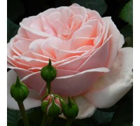 роза чайно - гибридная Aphrodite (Афродита)