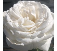 Роза чайно-гибридная Avalanche (Аваланж)