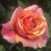 Роза чайно - гибридная Cherry Brandy (Черри Бренди) 