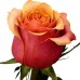 Роза чайно - гибридная Cherry Brandy (Черри Бренди) 