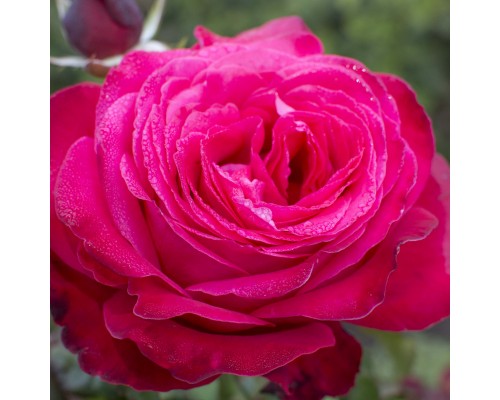 Роза чайно - гибридная Dame de Coeur (Дам де Кер)