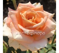 Роза чайно-гибридная Eldorado (Эльдорадо)