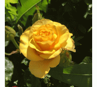 Роза чайно- гибридная Kerio (Керио) 