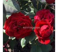 Роза флорибунда Таманго