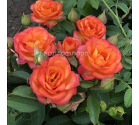 роза-спрей Orange Babyflor (Оранж Бейби)