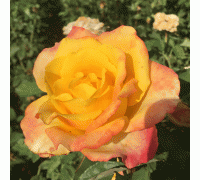 Роза чайно-гибридная Mohana (Махана) 
