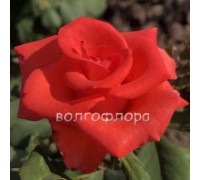 Роза чайно - гибридная Manitou (Маниту)