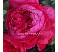 Английская роза Othello 