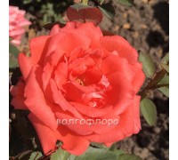 Роза чайно-гибридная Holsteinperle
