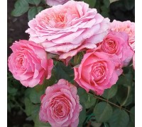роза чайно-гибридная Eisvogel (Айсфогель)