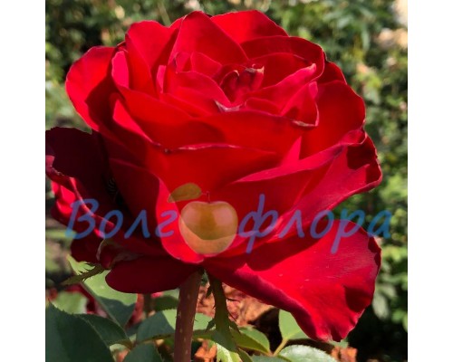 Роза чайно-гибридная Askot (Аскот)