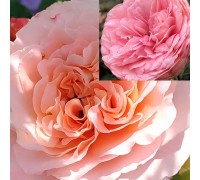 роза чайно-гибридная Августа Луиза