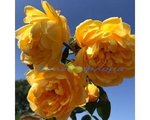 роза английская Golden Celebration (Голден Селебрейшн)