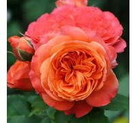 Роза чайно-гибридная Rene Goscinny (Рене Госсини)