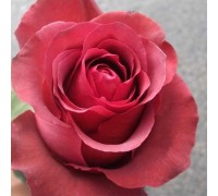 роза чайно-гибридная Матильда