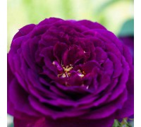 Роза - шраб Purple Lodge (Пёрпл лодж)