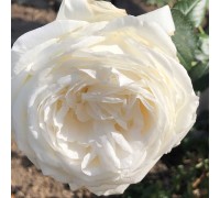 Английская роза Tranquilliti (Транквилити)