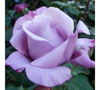 роза Шарль де Голь