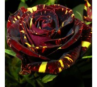 роза флорибунда Фокус
