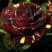 роза флорибунда Фокус