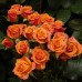 роза-спрей оранжевая