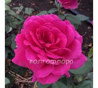 Роза чайно-гибридная Vien Rose (Виен роуз)