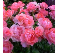 Роза флорибунда Jardin De France (Жардин де Франс)