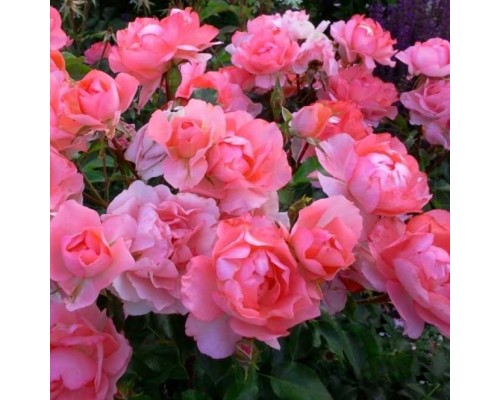 Роза флорибунда Jardin De France (Жардин де Франс)