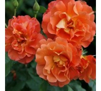 Роза шраб Westerland (Вестерленд)