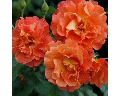 Роза шраб Westerland (Вестерленд)