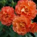 Роза шраб Westerland