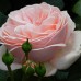 роза Афродита