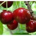 Черешня Джерело (Источник)
