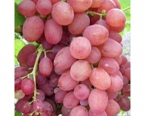 Виноград Кишмиш Лучистый