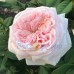 роза Афродита