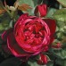 Роза чайно-гибридная Askot