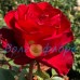 Роза чайно-гибридная Askot