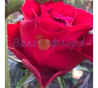 Роза флорибунда Таманго